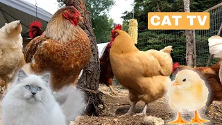 Chickens for Cats to Watch - Cat TV