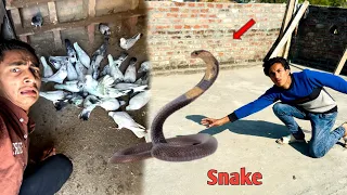 Snake 🐍 Na Kabooter Par Attack Kar Diya