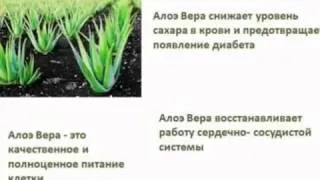 LR AloeVera. Информация по АЛОЭ ВЕРА ЛР