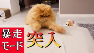 Why a calm cat suddenly went into a rampage mode #Fluffy #Persian cat