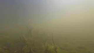 UNDERWATER FOOTAGE!!!! Bluegill and crappie schools