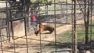 Woman Climbs Over Tiger's Fence at The Zoo To Get Her Hat Back