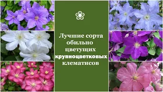 ❀ Лучшие сорта обильно цветущих крупноцветковых клематисов