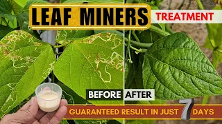 KILL all the Leaf Miners in JUST 7 Days | How to Prevent, Control & Treat Leaf Miners