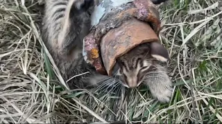 Poor Cat Stuck in irun Pipe :(