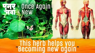 This herb helps you “Becoming New Again” | Punarnava health benefit, Ayurveda, Health tips, पुनर्नवा