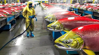 This is Why Wild Salmon is So Expensive - Modern Fish Processing Factory