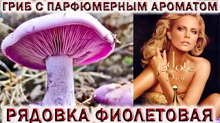 ❗РЯДОВКА ФИОЛЕТОВАЯ👉ГРИБ С ПАРФЮМЕРНЫМ АРОМАТОМ.💥ВЕДЬМИН КРУГ🍄ГРИБЫ ПОДМОСКОВЬЯ💥Хочу за грибами 2021