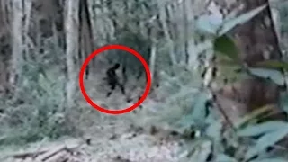 Skunk Ape Sighting Caught On Tape 2015