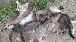 Mother Cat Beating Her Kittens After They Were Biting Her During Mother Feed