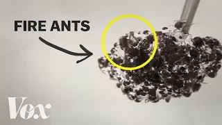 The bizarre physics of fire ants