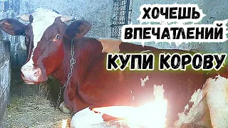 Голштинская порода коров или просто Голштинка