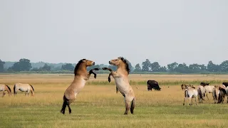 CAVALOS SELVAGENS  - CAVALOS CORRENDO - CAVALOS RELINCHANDO