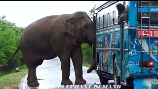 A man who sticks his head out of the bus to watch the fierce wild elephant attack.