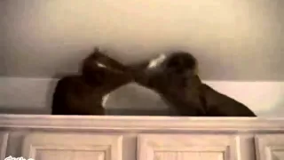 Cute Cats Boxing Match - With Announcer!