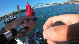 Sydney harbour kingfish madness