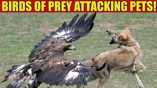 Top 10 Huge Eagles Trying to Hunt Family Pets