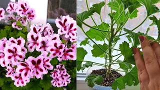 Как сформировать Королевскую Пеларгонию в начале весны в пышный куст и заставить цвести