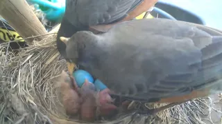 Busy Robin Feeding April 25