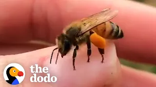 This Woman Loves To Hang Out With The Rescued Bees That Live In Her Backyard | The Dodo Heroes