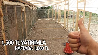 Haftada 1000 TL Kazan ! - Modern Tavuk Kümesleri