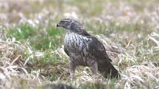 Jastrząb / Northern Goshawk / Accipiter gentilis - 2020 (4K)