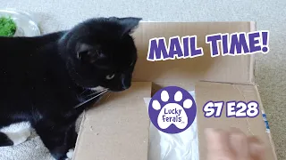 Mail Time! - S7 E28 - Lucky Ferals Cat Vlog - Life With 11 Cats