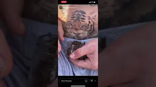 Conor Mcgregor Vs Bees