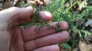 Абхазия. Село Адзюбжа. Самосев Кипариса.