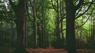 [ 4K ] Virtual Forest Walk along Middle Fork Trail at Snoqualmie region | Part 1 - 7 HR Relax Music