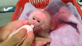 Compilation of the adoption process of baby monkey cutis