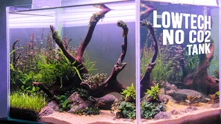 Making a Low Tech Aquascape with Easy Plants, Here's How!