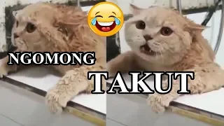 SUARA KUCING NGOMONG TAKUT LUCU BANGET | Kucing Marah Marah Mengeong Meong