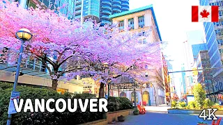 🇨🇦 【4K】🌸🌸🌸 Cherry Blossoms 2024 in Downtown  Vancouver BC, Canada. March 19 2024.