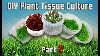 Tutorial - DIY Aquarium Plant Tissue Cultures (Part 2)