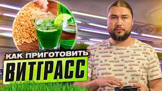 ВИТГРАСС - сок ростков пшеницы. Как приготовить витграсс?