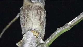 Tawny Owl calling from a tree at Twitchen