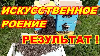 Искусственное РОЕНИЕ пчёл РЕЗУЛЬТАТ спустя неделю ! Как сделать искусственное роение пчёл !