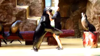 LORO PARQUE (Лоро Парк) Шоу морских львов ( Sea lions show)...