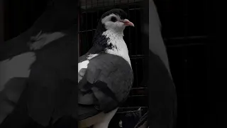 Fancy Pigeons  | Birds | Pigeons | College Road Rawalpindi