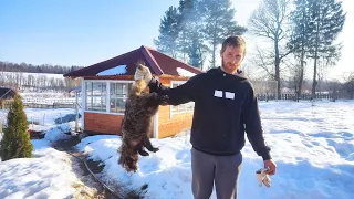 Дикие животные вредят хозяйству. Жизнь в деревне. Деревенская жизнь.