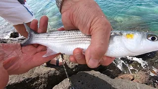 Pesca al Cefalo con la Bombarda [Pescare i Cefali Gaggia D'oro con il Pane]