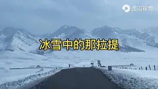 四月份的那拉提冰雪與趕羊景色