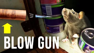 THE BEST WAY TO GET RID OF RATS QUICKLY!!...blow gun