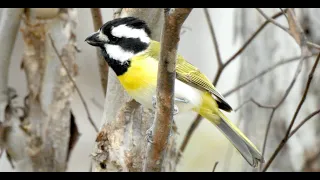 Australia Birding:  The South West