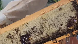 Installing an observation hive