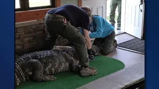 11-foot, 750-pound illegally-owned alligator seized from Hamburg home