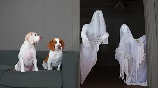 Dog vs Ghost Prank: Funny Dogs Maymo & Potpie Halloween Pranks