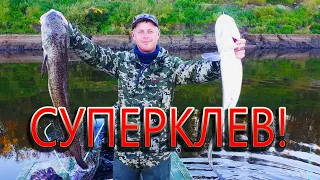 Рыболовное ЭЛЬДОРАДО!!! ЩУКА, ОКУНЬ, НАЛИМ!!! Бешеный клев!