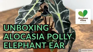 UNBOXING ALOCASIA POLLY | ELEPHANT EAR PLANT | RONSASTV